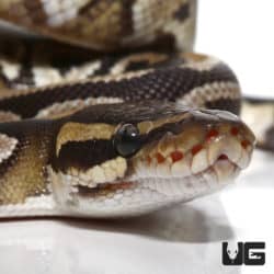 2020 Mojave Poss Yellowbelly Het Hypo Ball Python (Python regius) For Sale - Underground Reptiles
