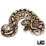 2020 Mojave Poss Yellowbelly Het Hypo Ball Python (Python regius) For Sale - Underground Reptiles