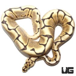 2020 Spider Yellowbelly Disco Het Hypo Ball Python (Python regius) For Sale - Underground Reptiles