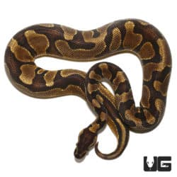2021 Enchi Yellowbelly Ball Python (Python regius) For Sale - Underground Reptiles
