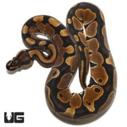 66% Double Het Tri-Stripe Caramel Ball Python (Python regius) For Sale - Underground Reptiles