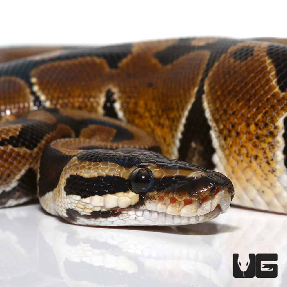 Ball Pythons For Sale - Underground Reptiles