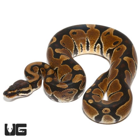 66% Double Het Tri-Stripe Caramel Ball Python (Python regius) For Sale - Underground Reptiles