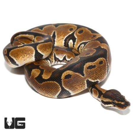 66% Double Het Tri-Stripe Caramel Ball Python (Python regius) For Sale - Underground Reptiles