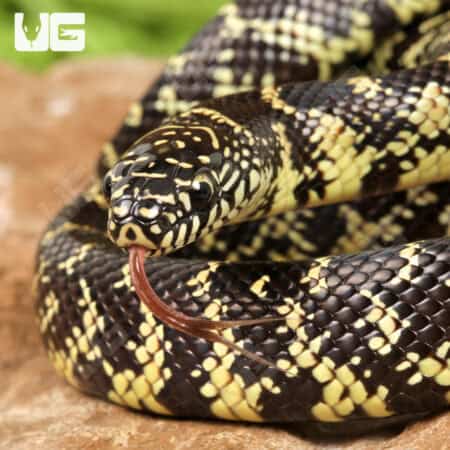 Baby Florida Kingsnake For Sale - Underground Reptiles