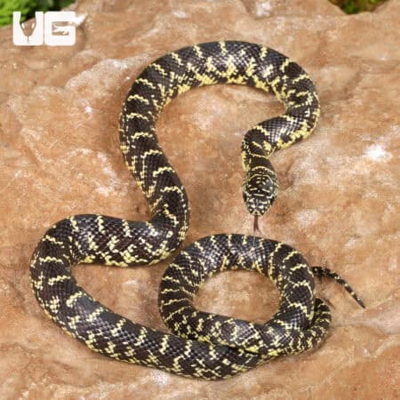 Baby Florida Kingsnake For Sale - Underground Reptiles