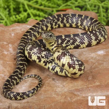 Baby Florida Kingsnake For Sale - Underground Reptiles