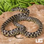 Baby Florida Kingsnake For Sale - Underground Reptiles