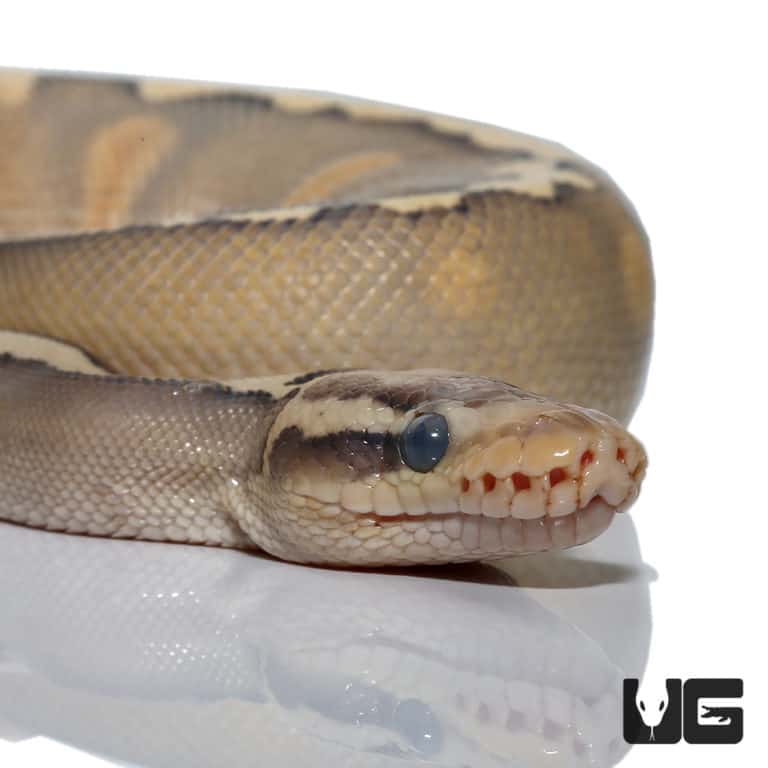 2018 Lavender Albino Spider Ball Python For Sale - Underground Reptiles