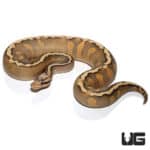 GHI Mojave Pastel Het Clown Ball Python (Python regius) For Sale - Underground Reptiles