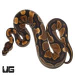Mandarin Ball Python (Python regius) For Sale - Underground Reptiles