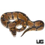 Mandarin Ball Python (Python regius) For Sale - Underground Reptiles