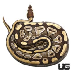 Mojave Microscale Het Clown Ball Python (Python regius) For Sale - Underground Reptiles