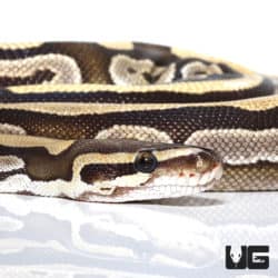 Mojave Microscale Het Clown Ball Python (Python regius) For Sale - Underground Reptiles