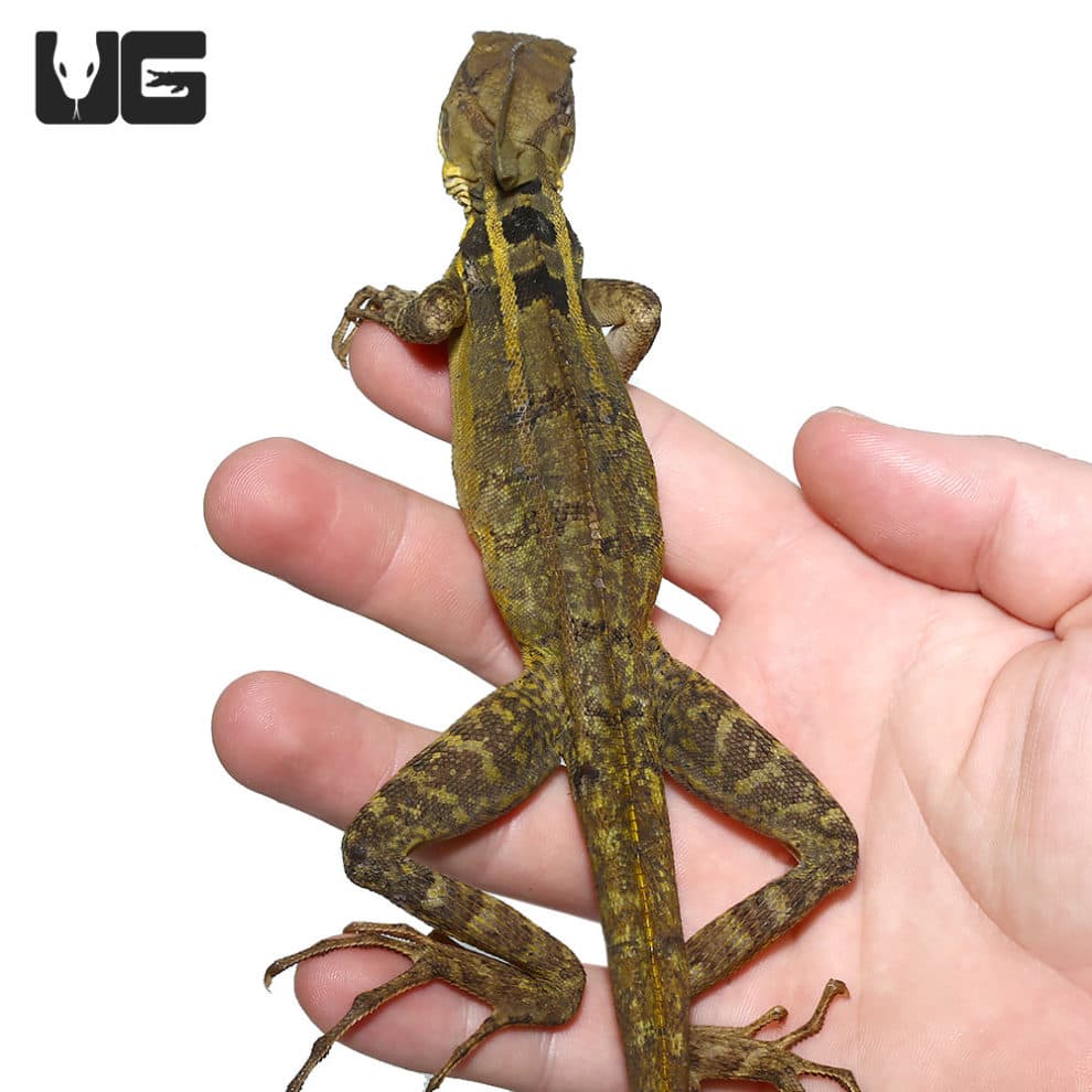 Brown Basilisks (Basiliscus vittatus) For Sale Underground Reptiles