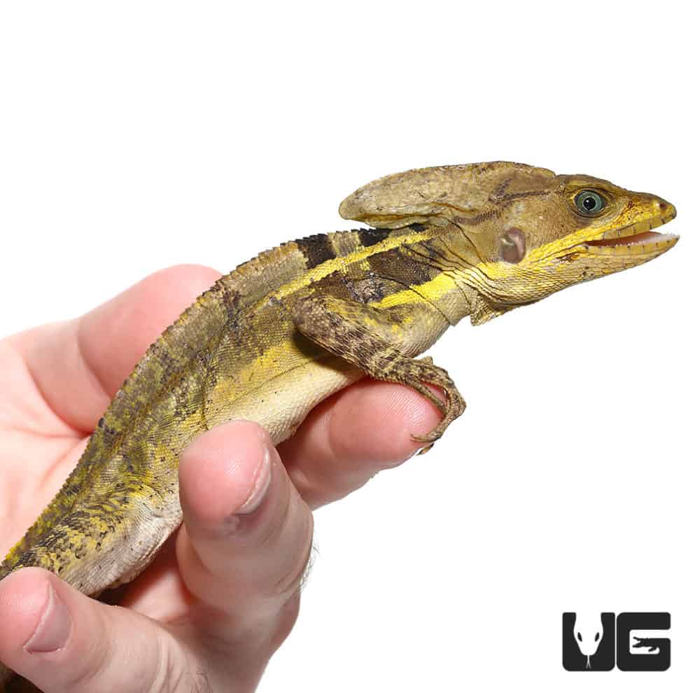 Brown Basilisks (Basiliscus vittatus) For Sale Underground Reptiles