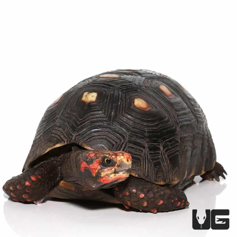 Baby Cherryhead Redfoot Tortoises (Chelonoidis carbonaria) For Sale ...