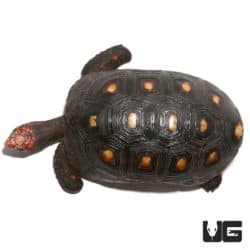 Tortoises For Sale - Underground Reptiles