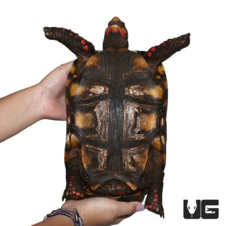 Adult Cherryhead Redfoot Tortoises (Chelonoidis carbonaria) For Sale - Underground Reptiles