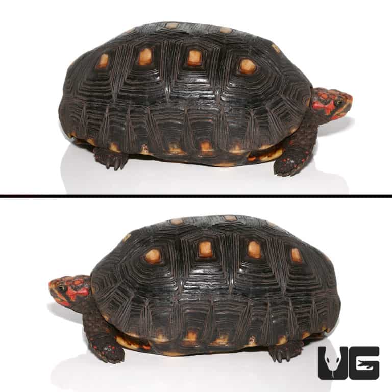 Baby Cherryhead Redfoot Tortoises (chelonoidis Carbonaria) For Sale 