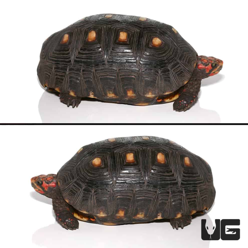 Baby Cherryhead Redfoot Tortoises (Chelonoidis carbonaria) For Sale ...