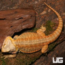 Adult Female Inferno Hypo Bearded Dragon (Pogona vitticeps) For Sale - Underground Reptiles