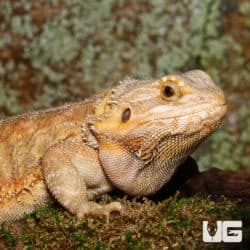 Adult Female Inferno Hypo Bearded Dragon (Pogona vitticeps) For Sale - Underground Reptiles