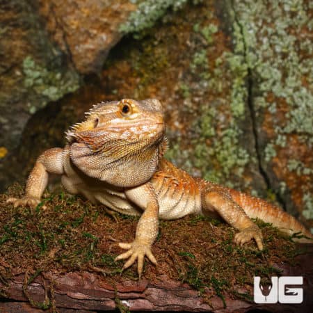 Adult Female Inferno Hypo Bearded Dragon (Pogona vitticeps) For Sale - Underground Reptiles