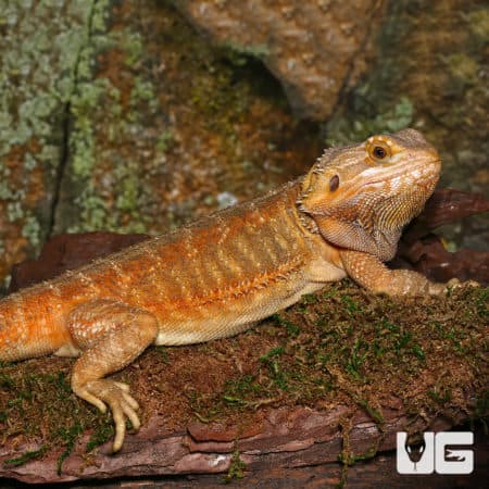 Adult Female Inferno Hypo Bearded Dragon (Pogona vitticeps) For Sale - Underground Reptiles