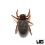 African Black Velvet Spider (.25 - .75
