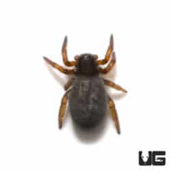 African Black Velvet Spider (.25 - .75