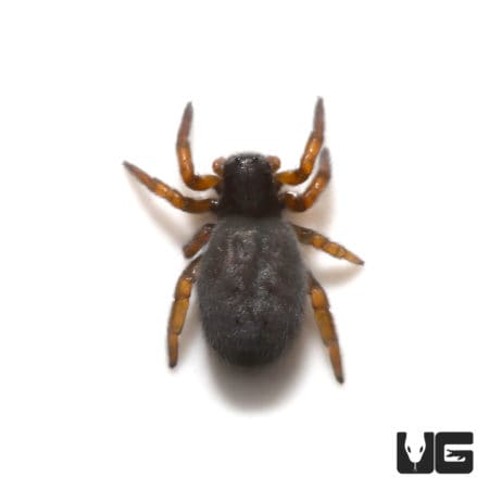 African Black Velvet Spider (.25 - .75") (Gandanameno sp.) For Sale - Underground Reptiles