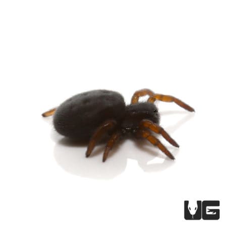 African Black Velvet Spider (.25 - .75") (Gandanameno sp.) For Sale - Underground Reptiles