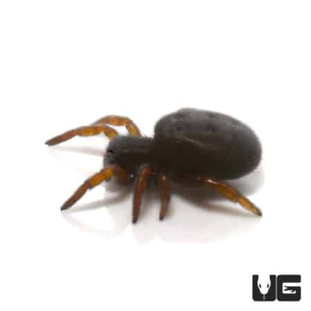 African Black Velvet Spider (.25 - .75") (Gandanameno sp.) For Sale - Underground Reptiles