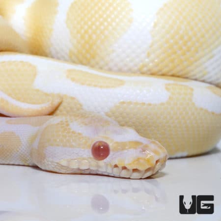 Albino Het Pied Ball Python (Python regius) For Sale - Underground Reptiles