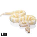 Albino Het Pied Ball Python (Python regius) For Sale - Underground Reptiles