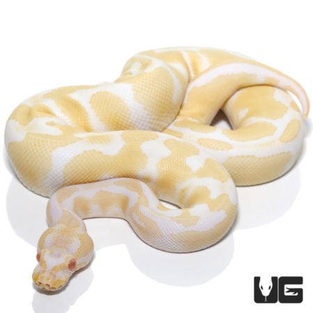 Albino Het Pied Ball Python (Python regius) For Sale - Underground Reptiles