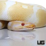 Albino Pos Super Orange Dream Yellowbelly Ball Python (Python regius) For Sale - Underground Reptiles