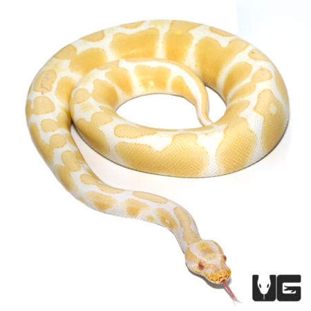 Albino Pos Super Orange Dream Yellowbelly Ball Python (Python regius) For Sale - Underground Reptiles