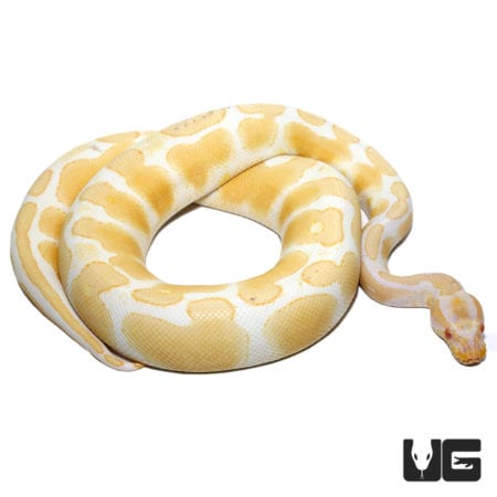 Albino Pos Super Orange Dream Yellowbelly Ball Python (Python regius) For Sale - Underground Reptiles