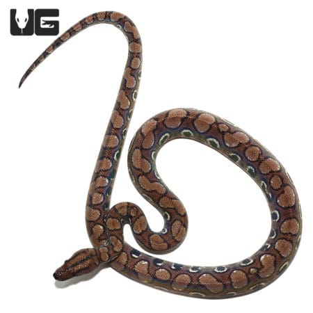 Yearling Anery Rainbow Boa (Epicrates cenchria) For Sale - Underground Reptiles