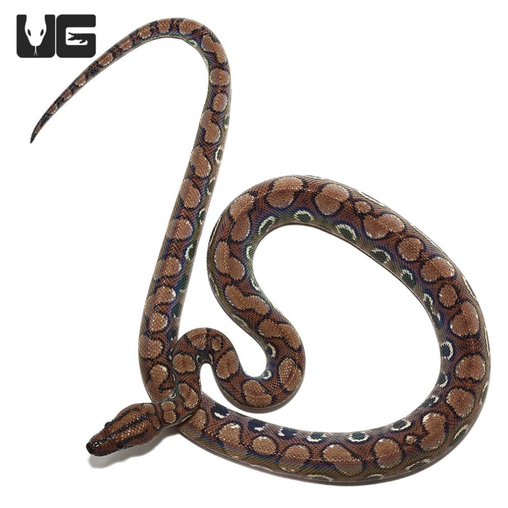 Brazilian Rainbow Boa For Sale Underground Reptiles