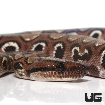 Yearling Anery Rainbow Boa (Epicrates cenchria) For Sale - Underground Reptiles