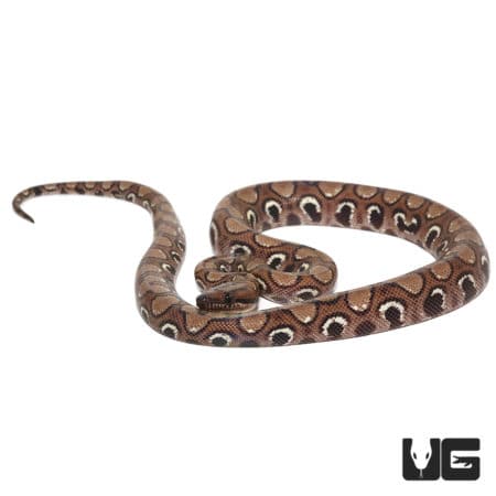 Yearling Anery Rainbow Boa (Epicrates cenchria) For Sale - Underground Reptiles