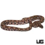 Yearling Anery Rainbow Boa (Epicrates cenchria) For Sale - Underground Reptiles
