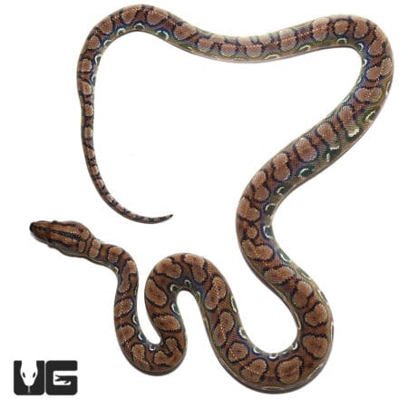 Yearling Anery Rainbow Boa (Epicrates cenchria) For Sale - Underground Reptiles