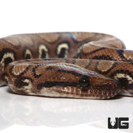 Yearling Anery Rainbow Boa (Epicrates cenchria) For Sale - Underground Reptiles