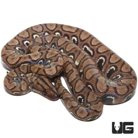 Yearling Anery Rainbow Boa (Epicrates cenchria) For Sale - Underground Reptiles