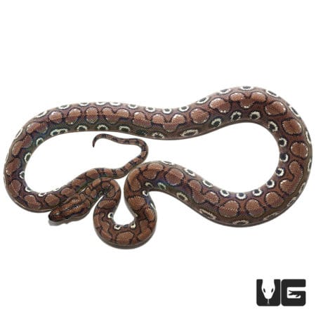 Yearling Anery Rainbow Boa (Epicrates cenchria) For Sale - Underground Reptiles