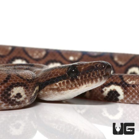 Yearling Anery Rainbow Boa (Epicrates cenchria) For Sale - Underground Reptiles
